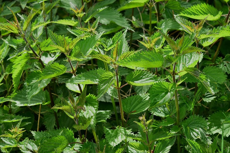 Herb Walls