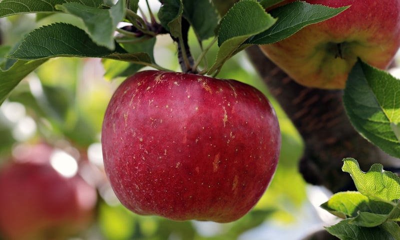Apple Tree